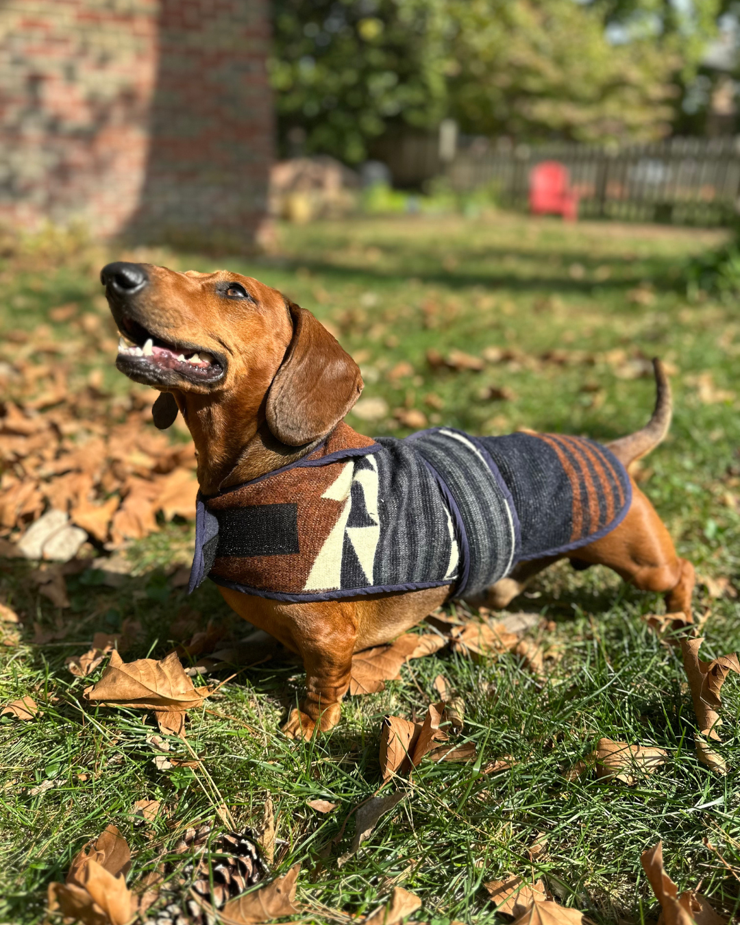 Wiener Dog Allpa Non - Hooded Poncho