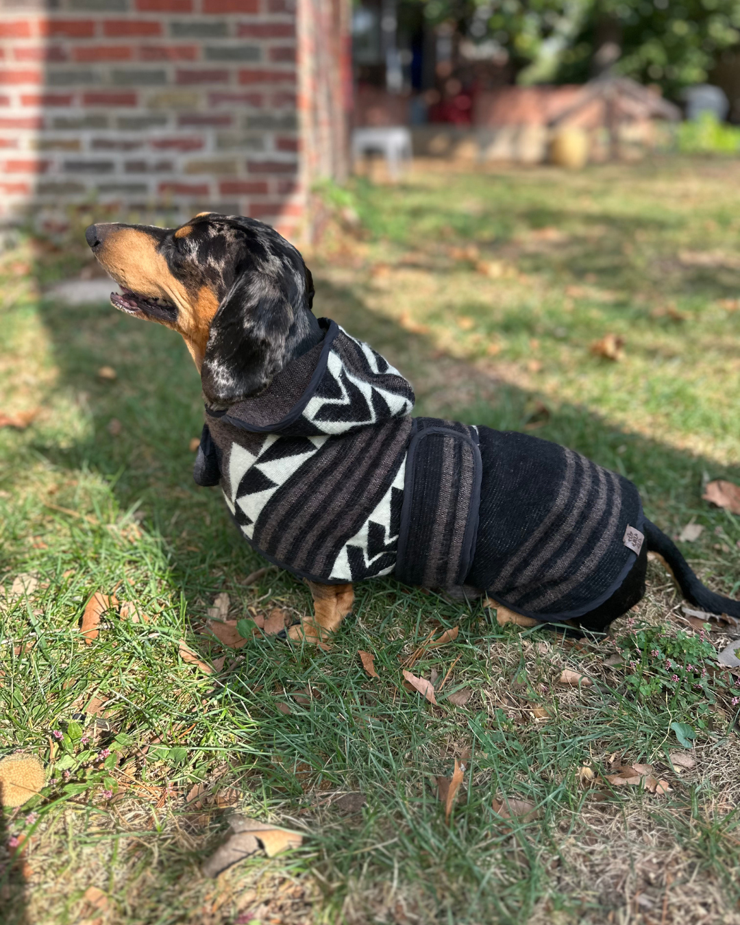 Wiener Dog Allpa Hooded Poncho