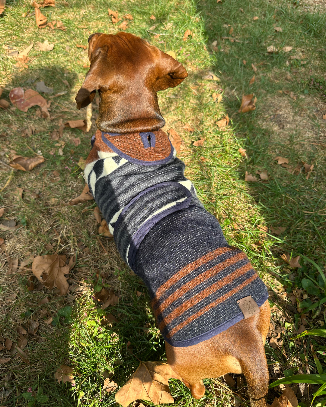 Wiener Dog Allpa Non - Hooded Poncho