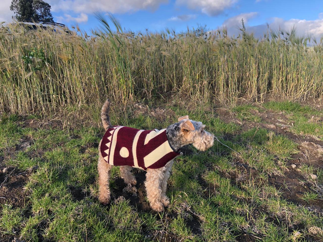 Poncho para mascotas