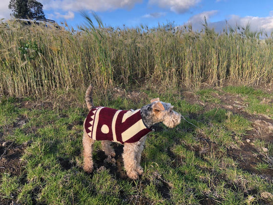 Poncho para mascotas