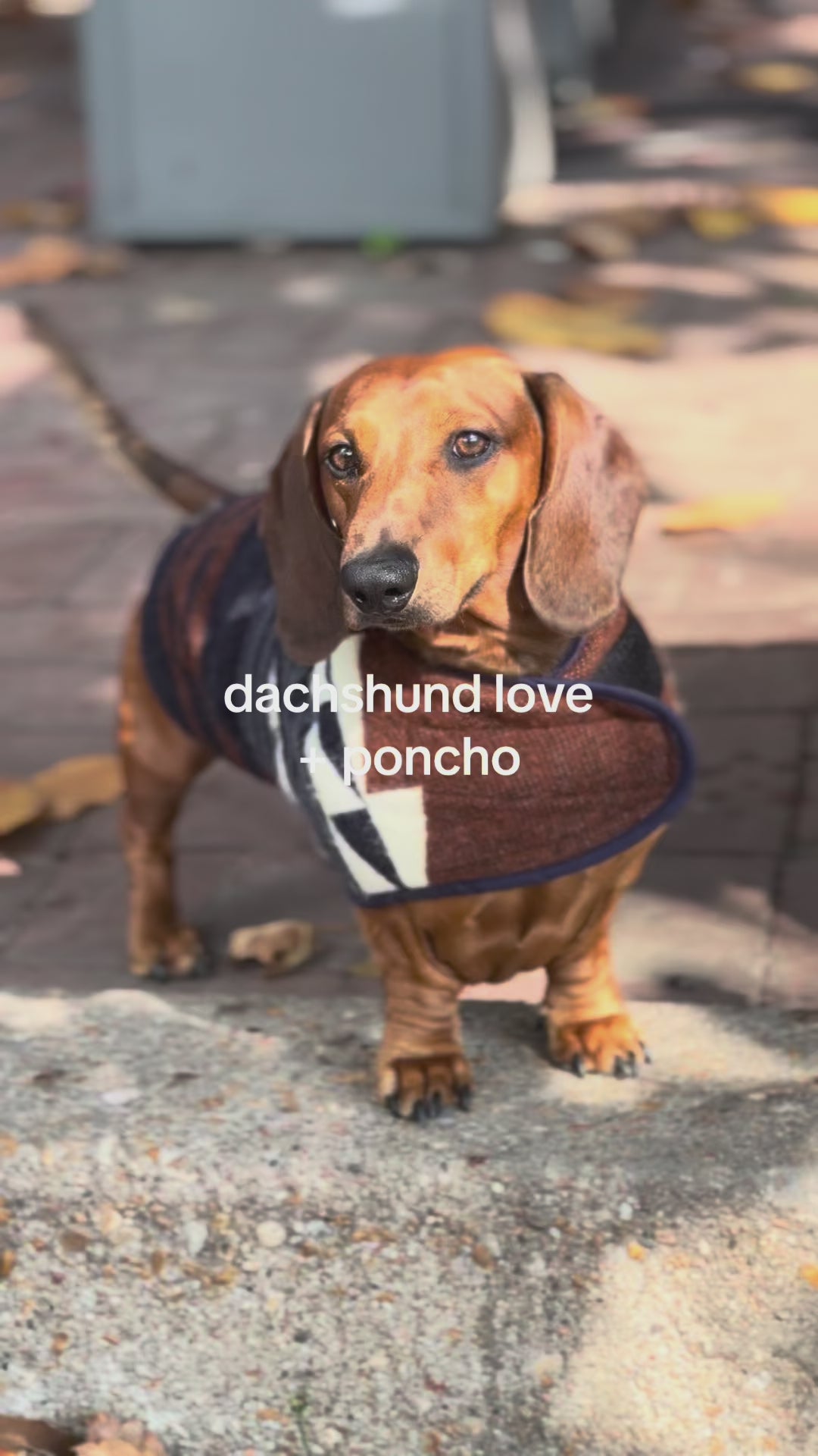 Wiener Dog Allpa Non - Hooded Poncho